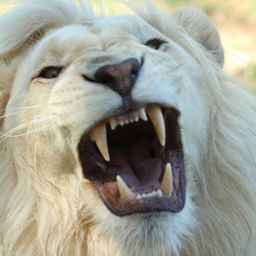 A close-up of a white lion roaring, its sharp teeth displayed in a wide open mouth. The lion's full, light-colored mane signifies the strength and presence of real leaders among alpha males. The blurred background hints at a natural outdoor setting.